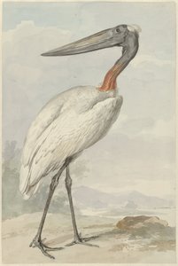 Jabiroe (Jabiroe mycteria) by Aert Schouman