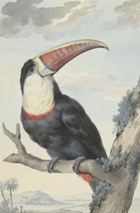 Kırmızı gagalı Toucan, 1748