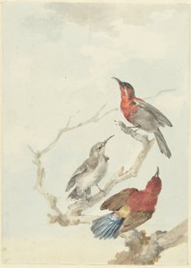 Üç Kızıl Güneş Kuşu by Aert Schouman