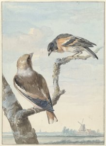 İki kuş: bir alıç (Coccothraustes coccothraustes) ve bir kale (Fringilla montifringilla) by Aert Schouman