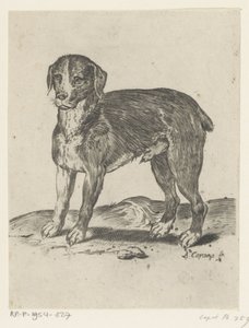 ayakta köpek by Agostino Carracci