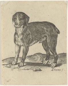 ayakta köpek by Agostino Carracci