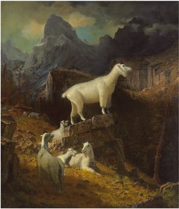 Kayalık Dağ Keçileri, 1885 dolayları (tuval üzerine yağlı boya) by Albert Bierstadt