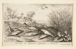 Aculeatus veya Ispanak. L by Albert Flamen