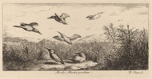 Alcedo, Yalıçapkını