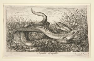 Anguilla. L by Albert Flamen