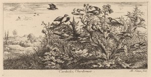 Carduelis, Saka Kuşu by Albert Flamen