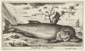 Balık ağındaki yunus Delphinus Le Dauphin. (nesne üzerindeki başlık) Balık ve diğer deniz canlıları - tuzlu su üçüncü serisi (dizi başlığı) Poissons de mer (dizi adı) by Albert Flamen