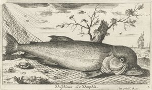 Balık ağındaki yunus Delphinus Le Dauphin. (nesne üzerindeki başlık) Balık ve diğer deniz canlıları - tuzlu su üçüncü serisi (dizi başlığı) Poissons de mer (dizi adı) by Albert Flamen