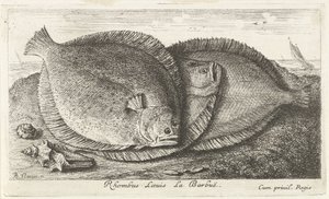 Sahilde üç civciv Rhombus Laeuis La Barbuë (nesne üzerindeki başlık) Balık ve diğer deniz canlıları - tuzlu su üçüncü serisi (dizi başlığı) Poissons de mer (dizi adı) by Albert Flamen