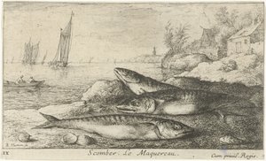 Sahilde üç uskumru Skomber. Le Maquereau. (nesne üzerindeki başlık) Balık ve diğer deniz canlıları - tuzlu su ilk serisi (dizi başlığı) Çeşitli Especes de Poissons de mer (dizi başlığı) by Albert Flamen