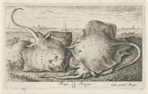Sahilde üç ışınları raja. La Raye. (nesne üzerindeki başlık) Balık ve diğer deniz canlıları - tuzlu su ikinci serisi (dizi başlığı) Poissons de mer (dizi adı) by Albert Flamen