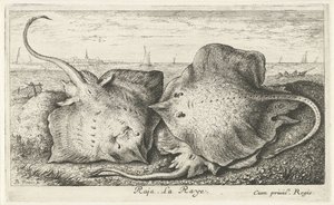 Sahilde üç ışınları raja. La Raye. (nesne üzerindeki başlık) Balık ve diğer deniz canlıları - tuzlu su ikinci serisi (dizi başlığı) Poissons de mer (dizi adı) by Albert Flamen
