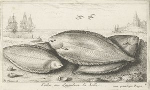 Sahilde üç taban Solea siue Lingulaca. La Solle. (nesne üzerindeki başlık) Balık ve diğer deniz canlıları - tuzlu su üçüncü serisi (dizi başlığı) Poissons de mer (dizi adı) by Albert Flamen