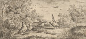 Garrulus, Gey Jay: Livre d