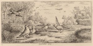 Garrulus, Jay by Albert Flamen
