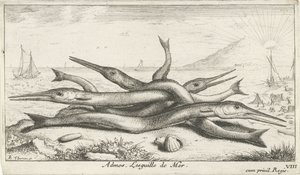 Sahilde kalem Admos. Lesguille de Mer. (nesne üzerindeki başlık) Balık ve diğer deniz canlıları - tuzlu su üçüncü serisi (dizi başlığı) Poissons de mer (dizi adı) by Albert Flamen