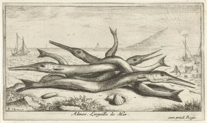Sahilde sabitlenmiş Admos. Lesguille de Mer. (nesne üzerindeki başlık) Balık ve diğer deniz canlıları - tuzlu su üçüncü serisi (dizi başlığı) Poissons de mer (dizi adı) by Albert Flamen
