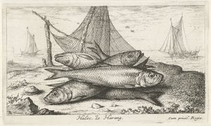 Bir balık ağındaki ringa balığı Halec, Le Harang. (nesne üzerindeki başlık) Balık ve diğer deniz canlıları - tuzlu su ikinci serisi (dizi başlığı) Poissons de mer (dizi adı)