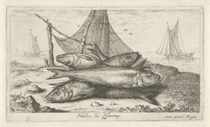 Bir balık ağındaki ringa balığı Halec, Le Harang. (nesne üzerindeki başlık) Balık ve diğer deniz canlıları - tuzlu su ikinci serisi (dizi başlığı) Poissons de mer (dizi adı) by Albert Flamen