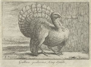 Landschap kalkoen ile tanıştı Gallus indicus, Coq d