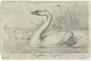 Kuğu ile manzara Kuğu. Cygne. (nesne üzerindeki başlık) On üç kuş türü (dizi başlığı) Diuersae Auium Specie (seri başlığı) by Albert Flamen