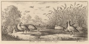 Pedrix rubra, Kırmızı Bacaklı Keklik by Albert Flamen