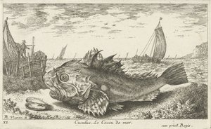kumsalda poon Cuculus. Le Coccu de mer (nesne üzerindeki başlık) Balık ve diğer deniz canlıları - tuzlu su ilk serisi (dizi başlığı) Çeşitli Especes de Poissons de mer (dizi başlığı) by Albert Flamen