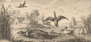 Querquedula, Cercelle Teal: Livre d