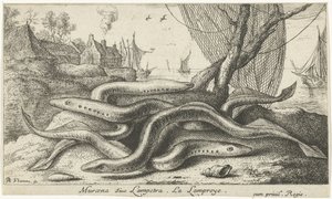 Bir bankada nehir lampreys Muraena siue Lampetra. LaLamproye. (nesne üzerindeki başlık) Balık ve diğer deniz canlıları - tatlı su ikinci serisi (dizi başlığı) İkinci parti de Poissons d