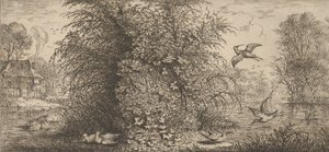 Rusticula minör, Beccassine Snipe: Livre d