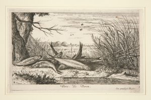 Tatlı Su Balığı serisinin ikinci bölümünden Loach. by Albert Flamen