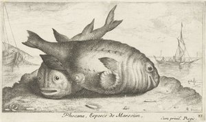 Sahilde iki yunus Phoca Na, Espèce de Marsouin, (nesne üzerindeki başlık) Balık ve diğer deniz canlıları - tuzlu su üçüncü serisi (dizi başlığı) Poissons de mer (dizi adı) by Albert Flamen