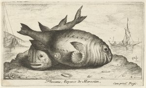 Sahilde iki yunus Phoca Na, Espèce de Marsouin, (nesne üzerindeki başlık) Balık ve diğer deniz canlıları - tuzlu su üçüncü serisi (dizi başlığı) Poissons de mer (dizi adı)