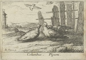 Bir çit, iki güvercin Kolomb. güvercin. (nesne üzerindeki başlık) On üç kuş türü (dizi başlığı) Diuersae Auium Specie (seri başlığı) by Albert Flamen