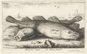 Sahilde iki morina Molucius piscis. Le Morue Fraiche. (nesne üzerindeki başlık) Balık ve diğer deniz canlıları - tuzlu su ikinci serisi (dizi başlığı) Poissons de mer (dizi adı) by Albert Flamen