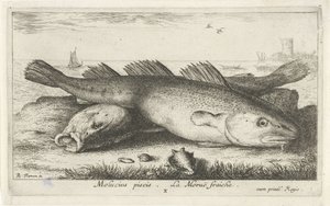 Sahilde iki morina Molucius piscis. Le Morue Fraiche. (nesne üzerindeki başlık) Balık ve diğer deniz canlıları - tuzlu su ikinci serisi (dizi başlığı) Poissons de mer (dizi adı) by Albert Flamen