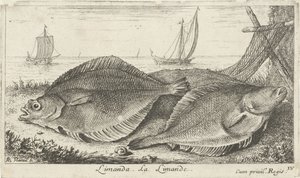 Sahilde iki dabs limanda. La Limande. (nesne üzerindeki başlık) Balık ve diğer deniz canlıları - tuzlu su üçüncü serisi (dizi başlığı) Poissons de mer (dizi adı) by Albert Flamen