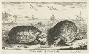 Sahilde iki kaplumbağa Testudo marina; La Tortuë de Mer (nesne üzerindeki başlık) Balık ve diğer deniz canlıları - tuzlu su ikinci serisi (dizi başlığı) Poissons de mer (dizi adı) by Albert Flamen