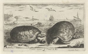 Sahilde iki kaplumbağa Testudo marina; La Tortuë de Mer (nesne üzerindeki başlık) Balık ve diğer deniz canlıları - tuzlu su ikinci serisi (dizi başlığı) Poissons de mer (dizi adı) by Albert Flamen