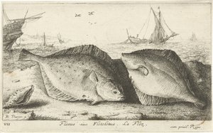 Sahilde iki yer Flesus siue Fletelet. la flez. (nesne üzerindeki başlık) Balık ve diğer deniz canlıları - tuzlu su ilk serisi (dizi başlığı) Çeşitli Especes de Poissons de mer (dizi başlığı) by Albert Flamen