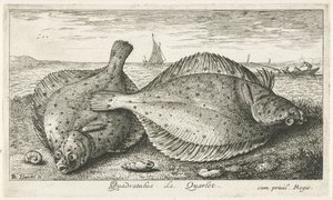 Sahilde iki yer Quadratulus. LeQuarlet. (nesne üzerindeki başlık) Balık ve diğer deniz canlıları - tuzlu su üçüncü serisi (dizi başlığı) Poissons de mer (dizi adı) by Albert Flamen
