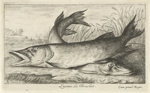 Bir nehir kıyısında iki mızrak Lucius. Le Brochet. (nesne üzerindeki başlık) Balık ve diğer deniz canlıları - tatlı su ilk serisi (dizi başlığı) Çeşitli Especes de Poissons d