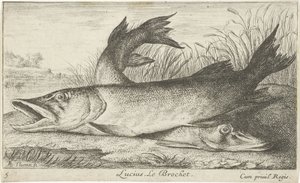 Lucius nehir kıyısında iki mızrak. Le Brochet. (nesne üzerindeki başlık) Balık ve diğer deniz hayvanları - tatlı su ilk serisi (dizi başlığı) Diverses Especes de Poissons d'eau douce (dizi başlığı) by Albert Flamen