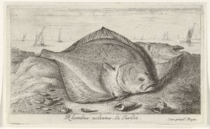 Sahilde iki kalkan Eşkenar dörtgen acleatus. Le Turbot. (nesne üzerindeki başlık) Balık ve diğer deniz canlıları - tuzlu su üçüncü serisi (dizi başlığı) Poissons de mer (dizi adı) by Albert Flamen