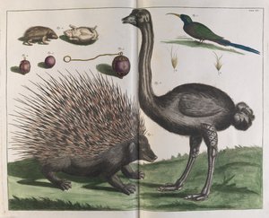 Malacca Kirpi, Erinaceus malaccinsis ve Devekuşu, Struthio carmelis by Albertus Seba