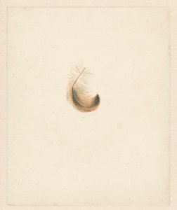 Bir tüyün incelenmesi by Albertus Steenbergen