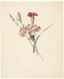 Karanfil ile çalışma sayfası by Albertus Steenbergen