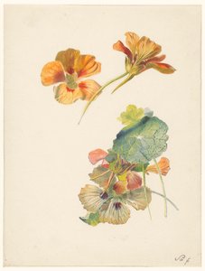 Nasturtiums ile çalışma sayfası