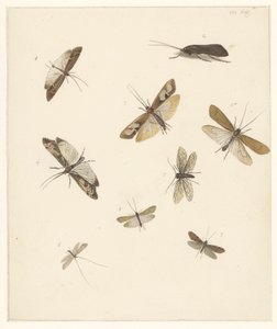 Sekiz güve ile çalışma sayfası by Albertus Steenbergen